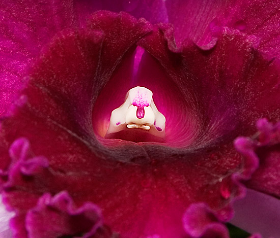 Inner orchid