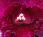 Inner orchid