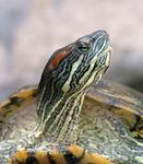 Turtle attitude