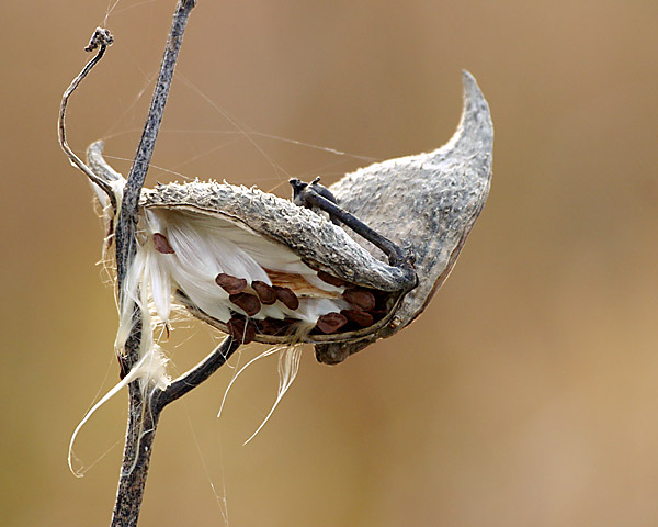 Seed pod